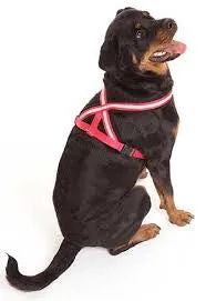 Comfy Harness