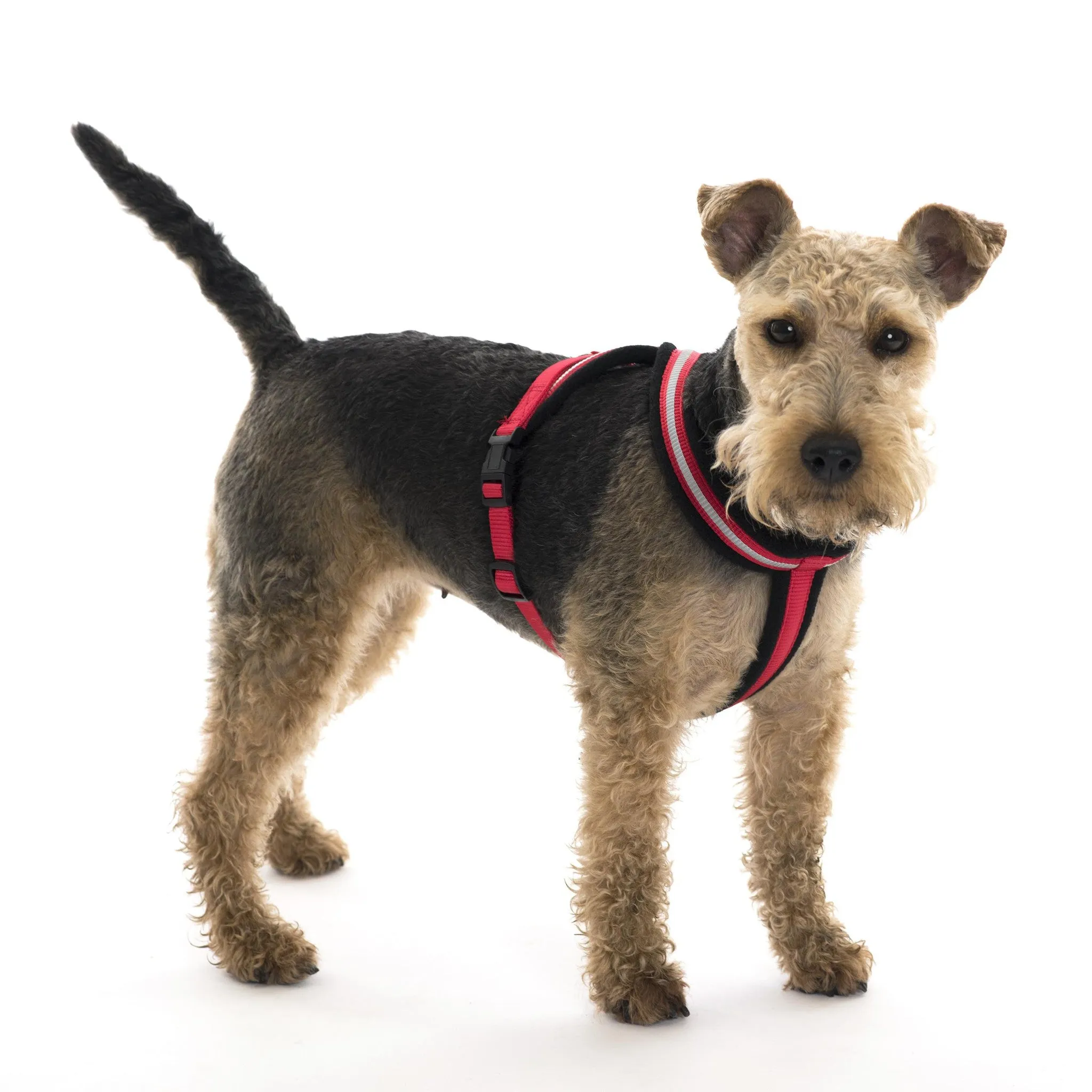 Comfy Harness