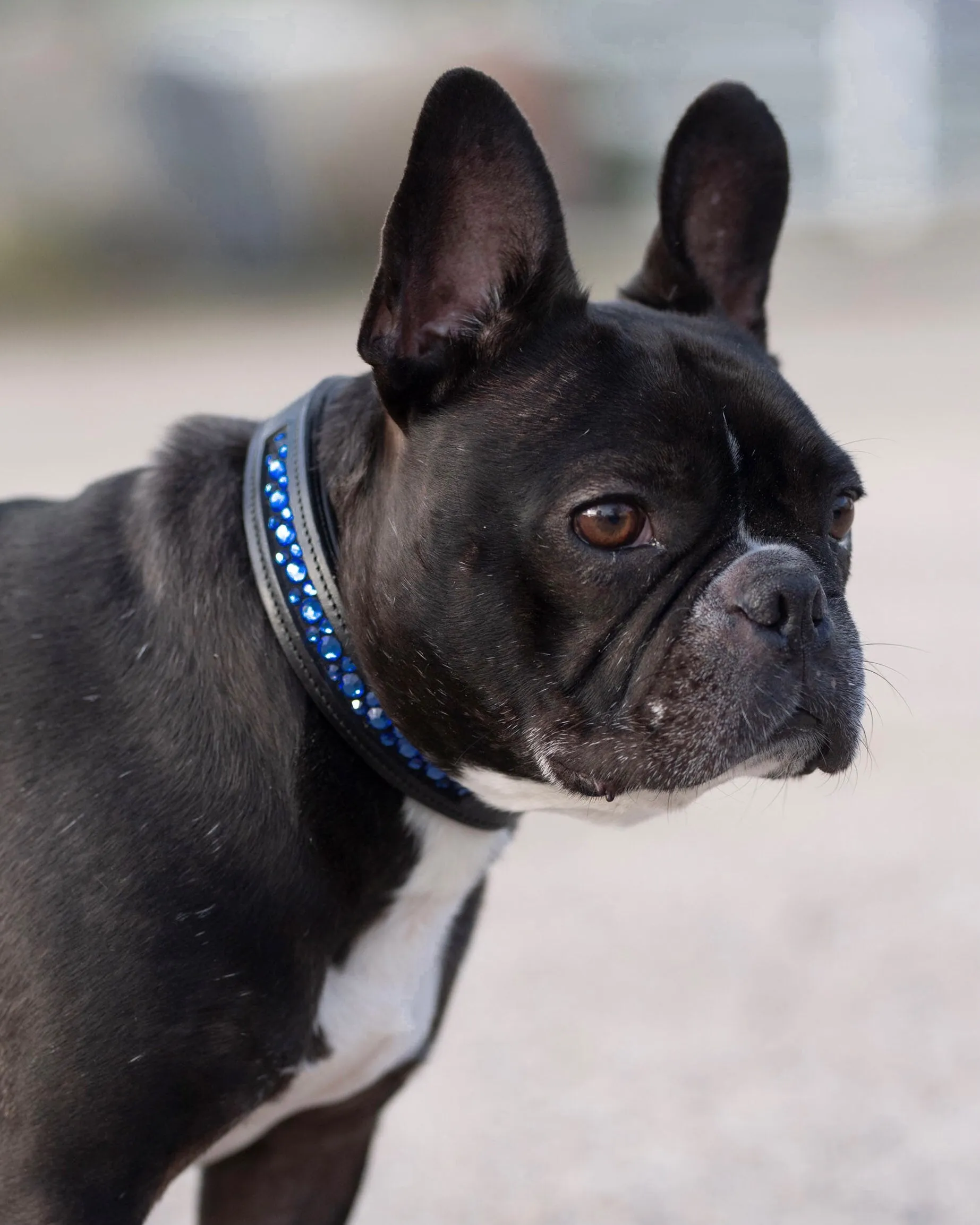 Dog Collar - Padded Leather with Channel Set Crystals - 3 Colors