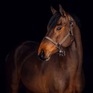 Horze Claremont Halter Chocolate Chip