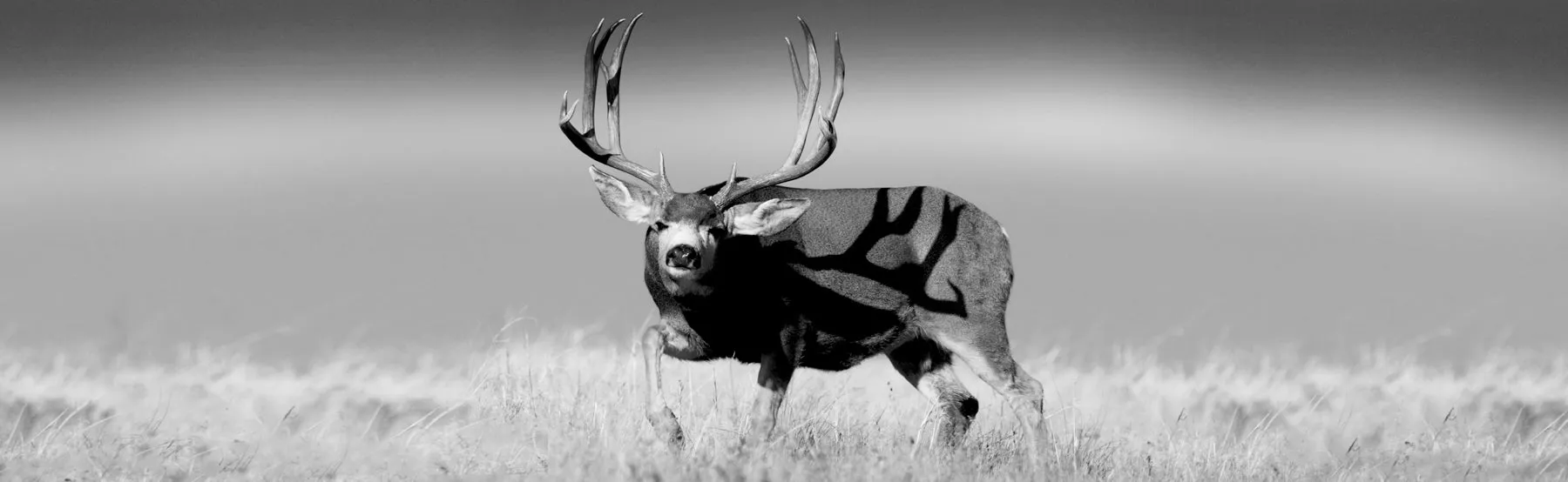 MULE DEER ON HORIZON WINDOW GRAPHIC